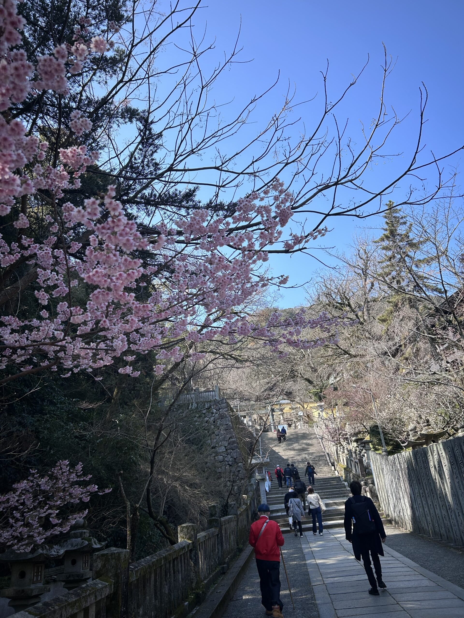 参道の梅と石段