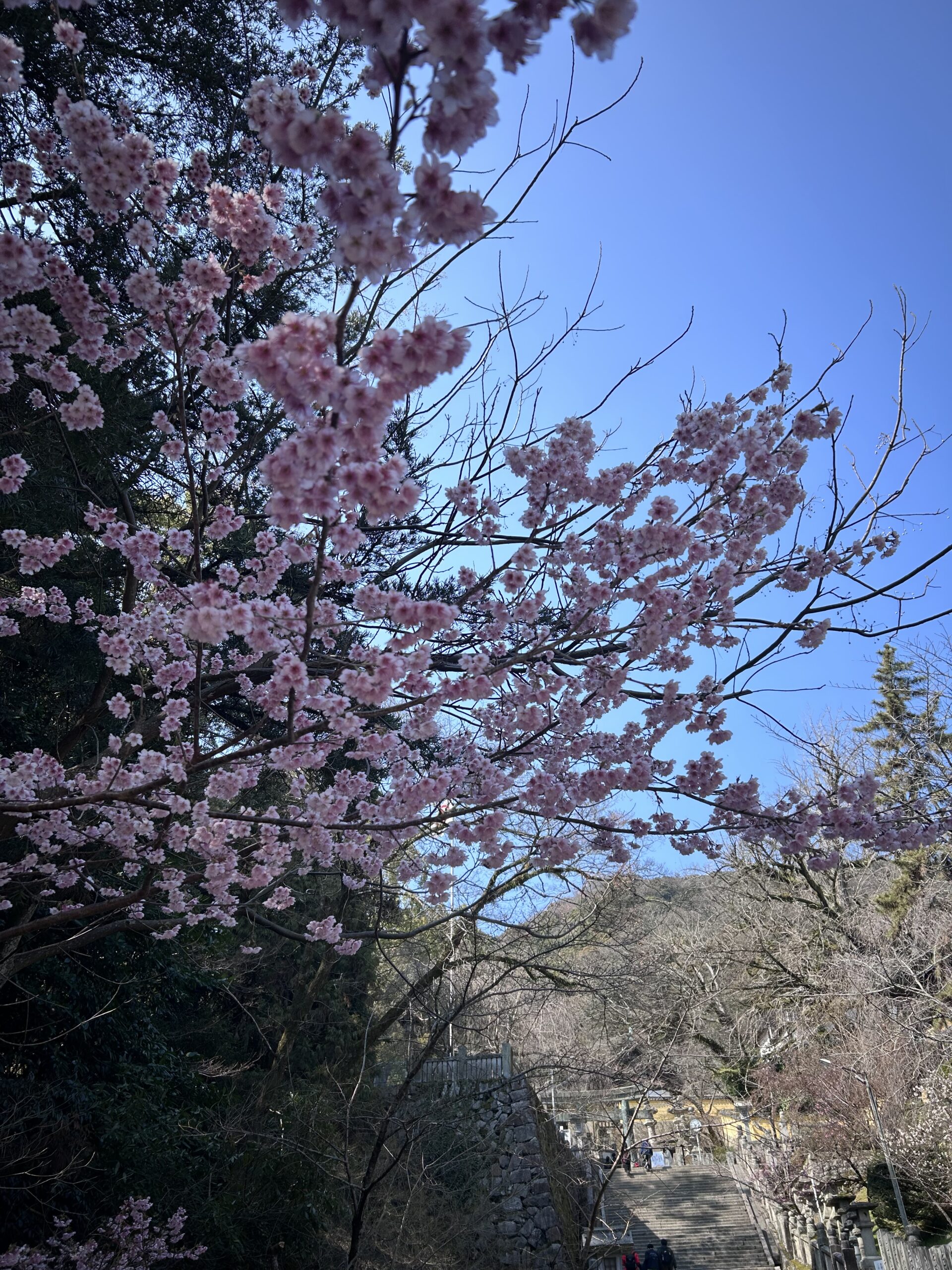 しだれ梅アップ